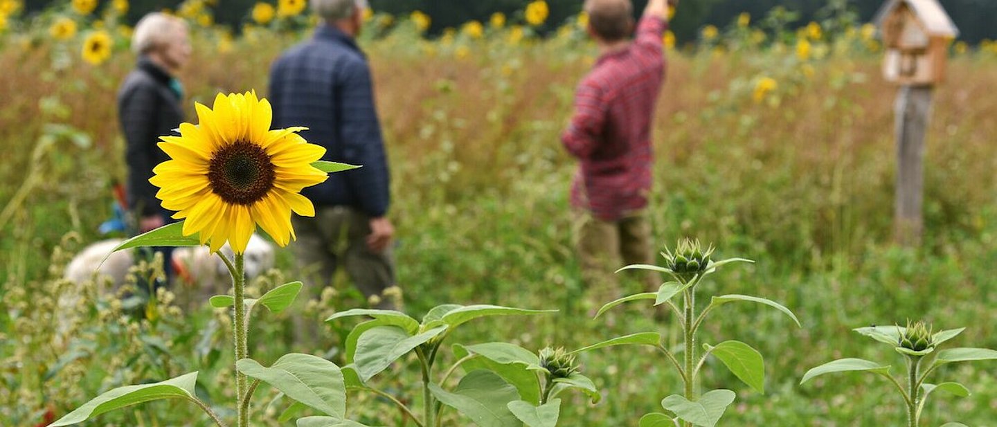 Drei Menschen und ein Hund stehen in einem Feld mit Sonnenblumen