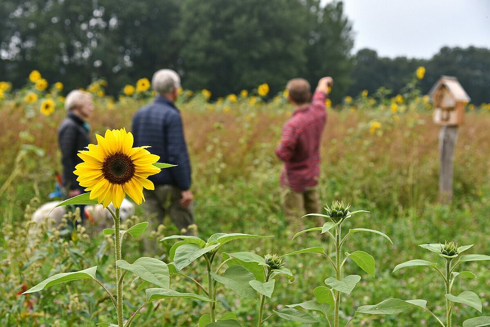 Drei Menschen und ein Hund stehen in einem Feld mit Sonnenblumen