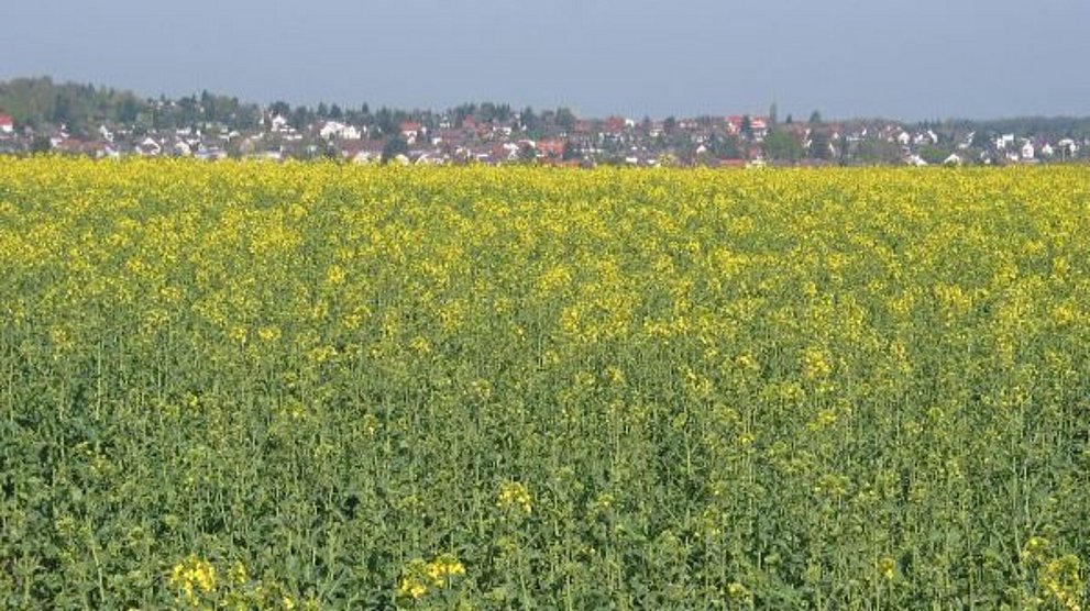 Rapsfeld bei Ober-Ramstadt