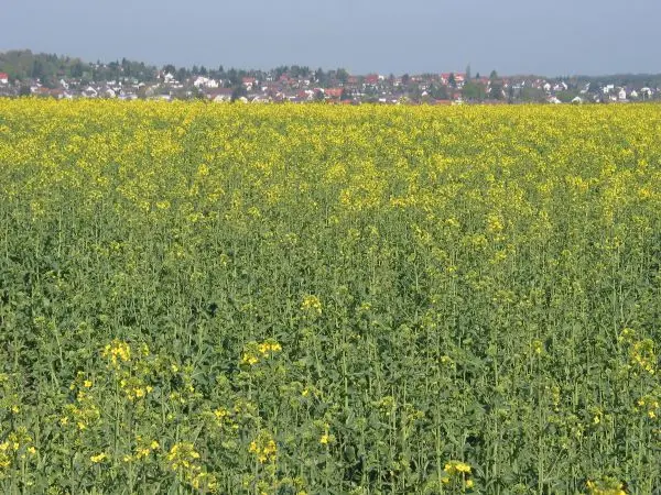 Rapsfeld bei Ober-Ramstadt