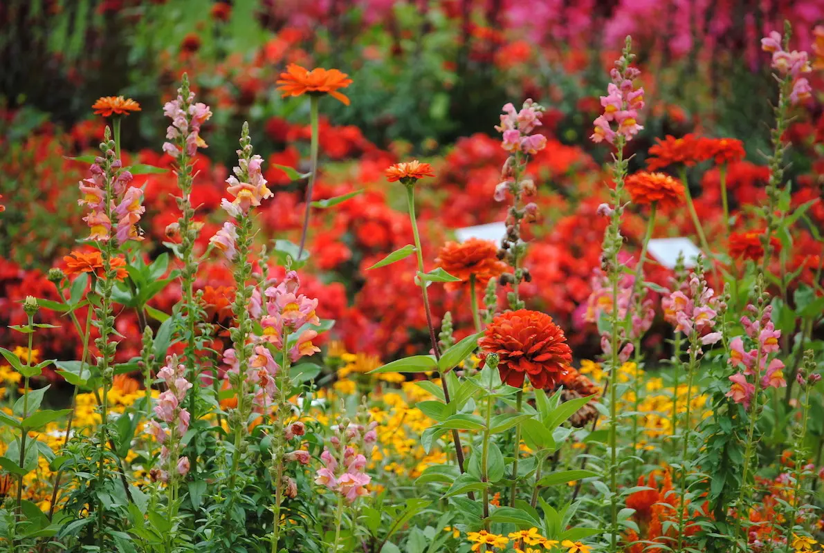 Auf dem Bild sind eine Vielzahl an roten, gelb-orangen und rosa Blumen zu sehen.