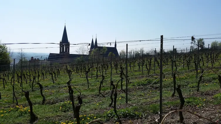 Weinberg in Oppenheim mit. MIt der Katharinenkirche im Hintergrund im Gegenlicht.