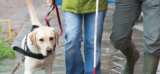 Ein Blindenführhund führt eine sehbehinderte Person, die einen weißen Langstock in der Hand hält. Eine weitere Person geht neben ihnen.