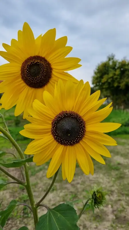 Sonnenblumen im Garten