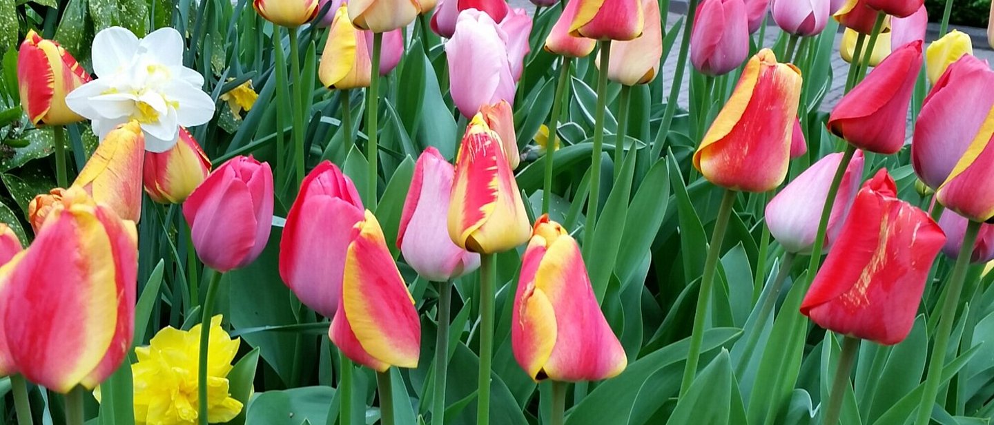 Bunte Tulpen mit geschlossenen Blütenkelchen.