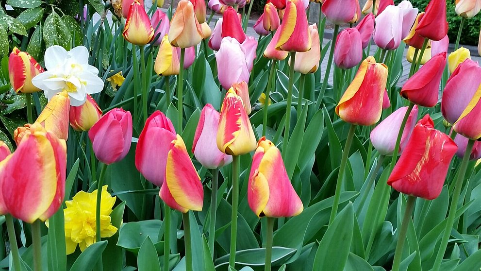 Bunte Tulpen mit geschlossenen Blütenkelchen.