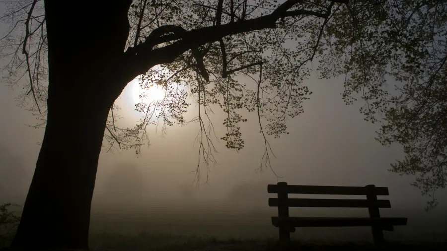 Eine Bank unter einem Baum. Es ist nebelig und die Sonne scheint durch den Nebel