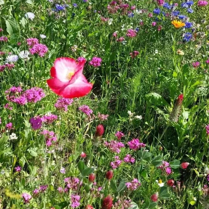 Blumenwiese