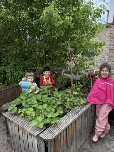 Die Kinder der KiTa während des Einsäens ins Hochbeet.