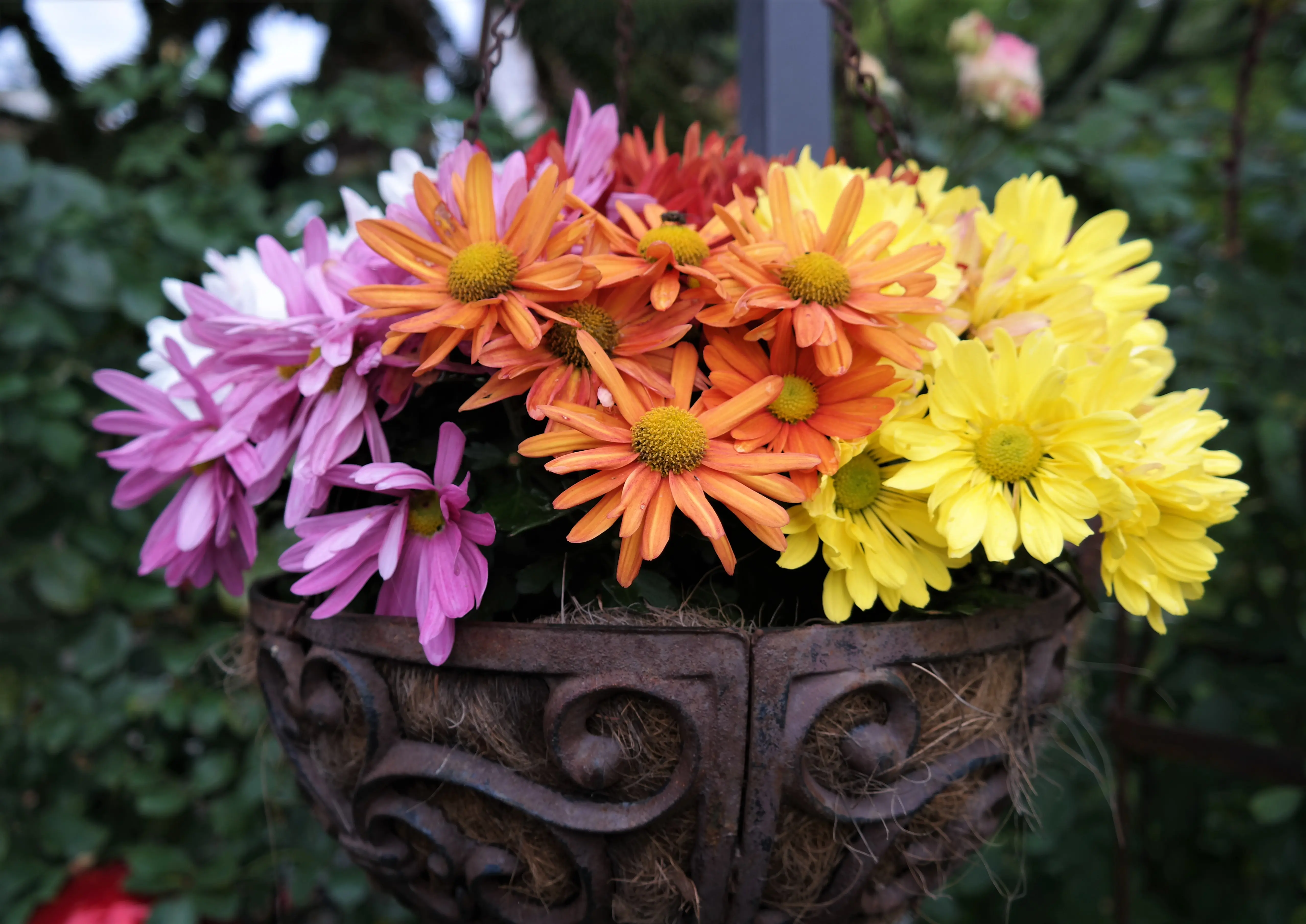Herbstblumen 2019