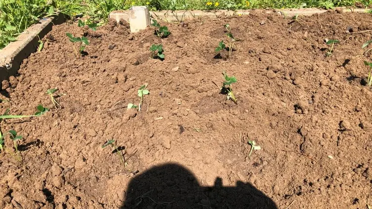 Die Fotos zeigen die Kinder der KiTa während ihrer Erdbeerplanzaktion.