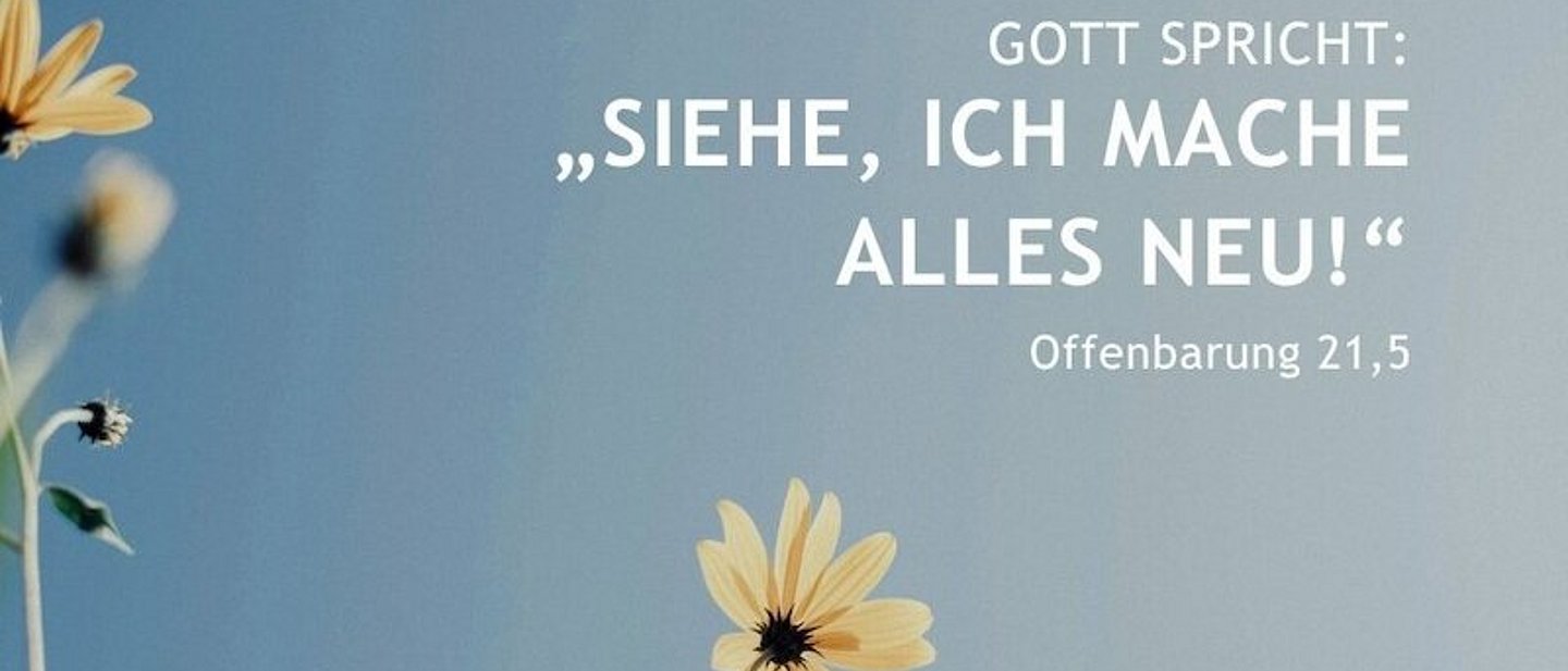 Bildmotiv: Sonnenaugen (Blumen, die fast aussehen wie Sonnenblumen) vor blauem Himmel