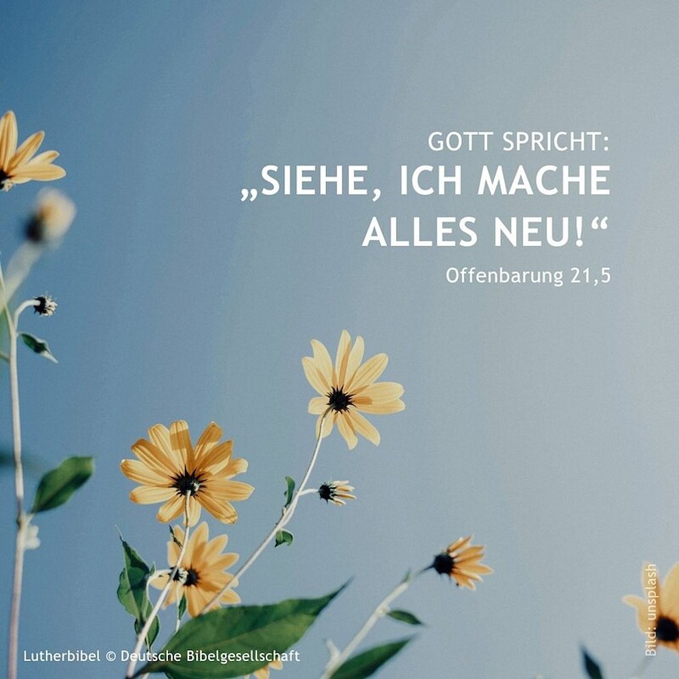 Bildmotiv: Sonnenaugen (Blumen, die fast aussehen wie Sonnenblumen) vor blauem Himmel