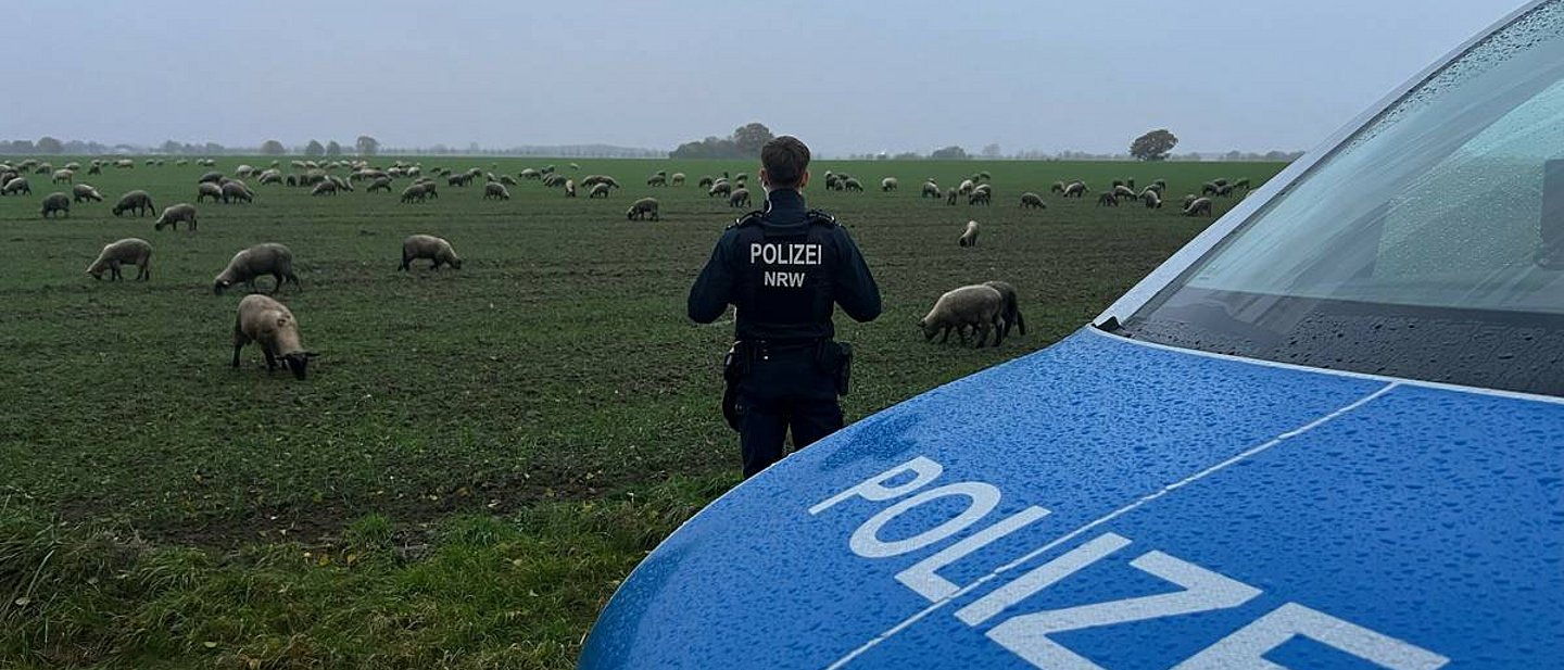 Hinter einem Polizeiwagen steht ein Polizist in Uniform und schaut auf eine Herde von Schafen auf einer Wiese.