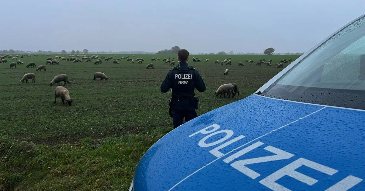 Hinter einem Polizeiwagen steht ein Polizist in Uniform und schaut auf eine Herde von Schafen auf einer Wiese.