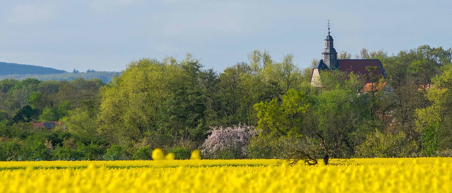 Ortsansicht von Burgholzhausen. Im Vordergrund ein blühendes Rapsfeld, dahinter Bäime zwischen denen die Kirche hervorragt. Der Himmle ist blau und leicht bewölkt.