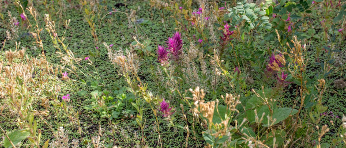 Blühender Grünstreifen im Hof des Burgholzhäuser Gemeindehauses