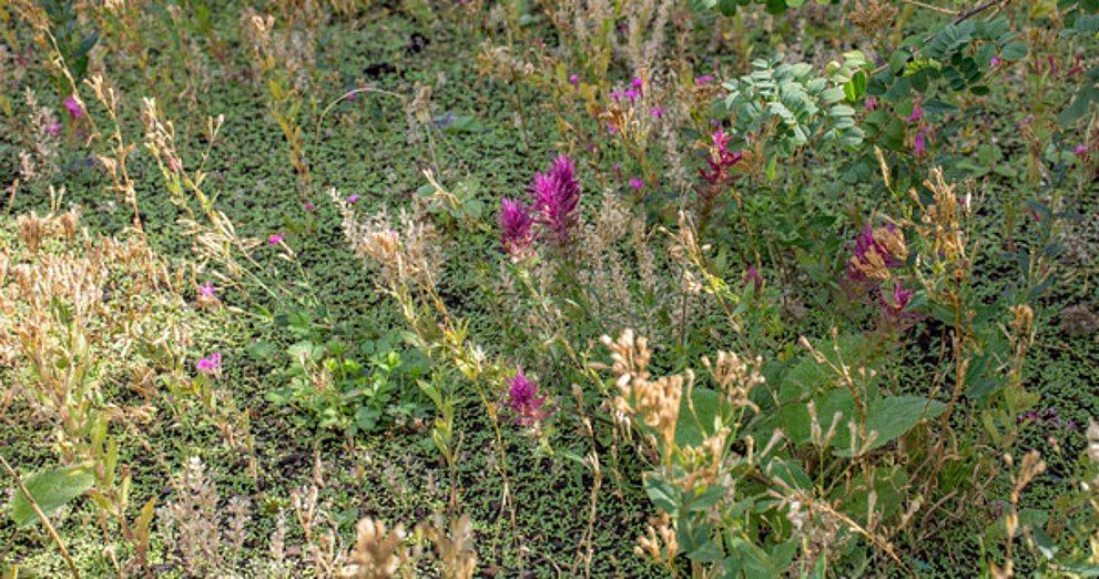 Blühender Grünstreifen im Hof des Burgholzhäuser Gemeindehauses