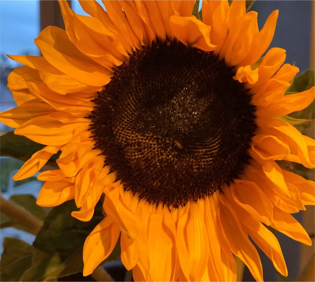 Das Bild zeigt groß und von vorne die Blüte einer Sonnenblume.