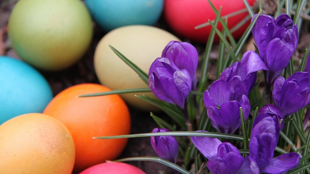 Ostereier im Gras und Krokusse