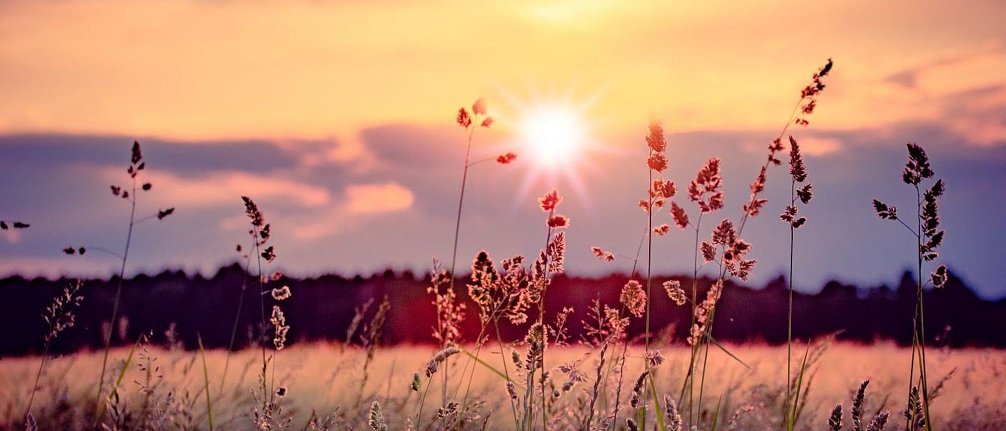 Gräser vor Sonnenutergang