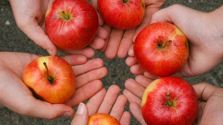 sechs geöffnete Handflächen im Kreis halten rote Äpfel