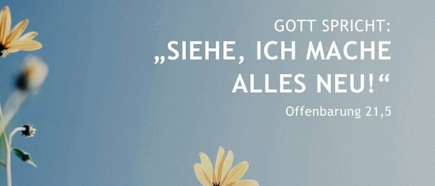 Bildmotiv: Sonnenaugen (Blumen, die fast aussehen wie Sonnenblumen) vor blauem Himmel