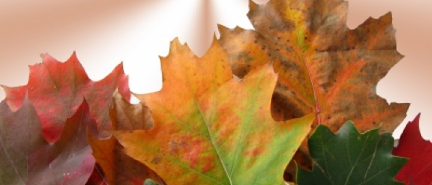 Bunte Herbstblätter
