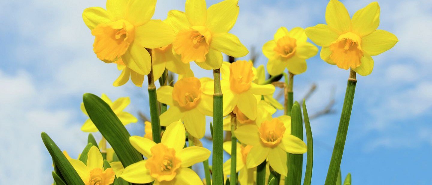 Gelbe Narzissen vor blauem Himmel