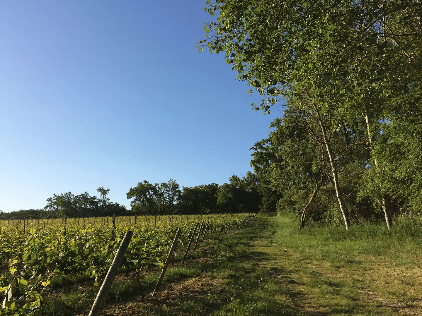 Weinberg, der bergan führt, darüber blauer Himmel