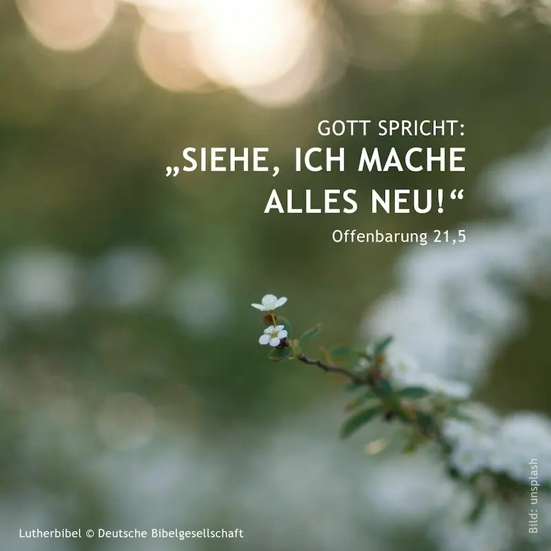 Bildmotiv: Zweig mit Blüte