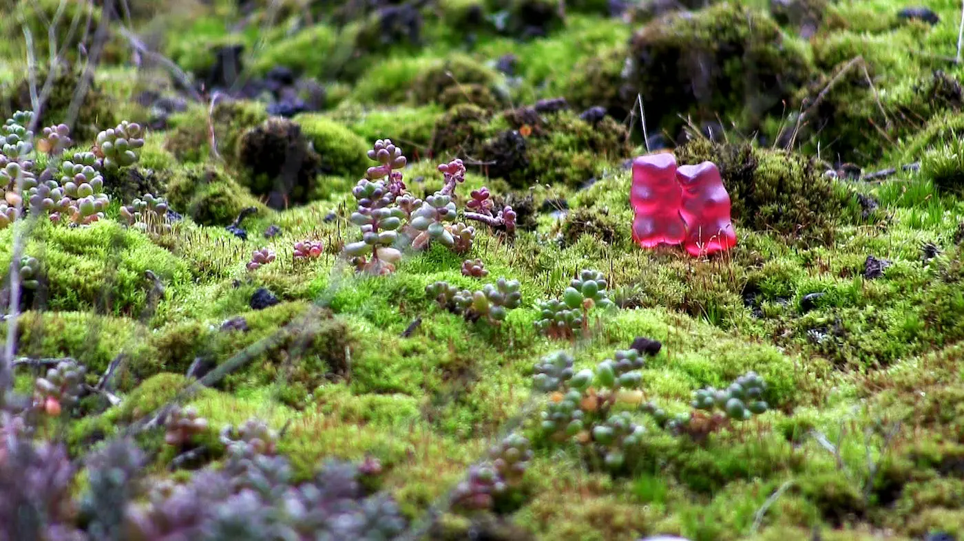 Zwei Gummibärchen gleicher Farbe auf einer Mooswiese.