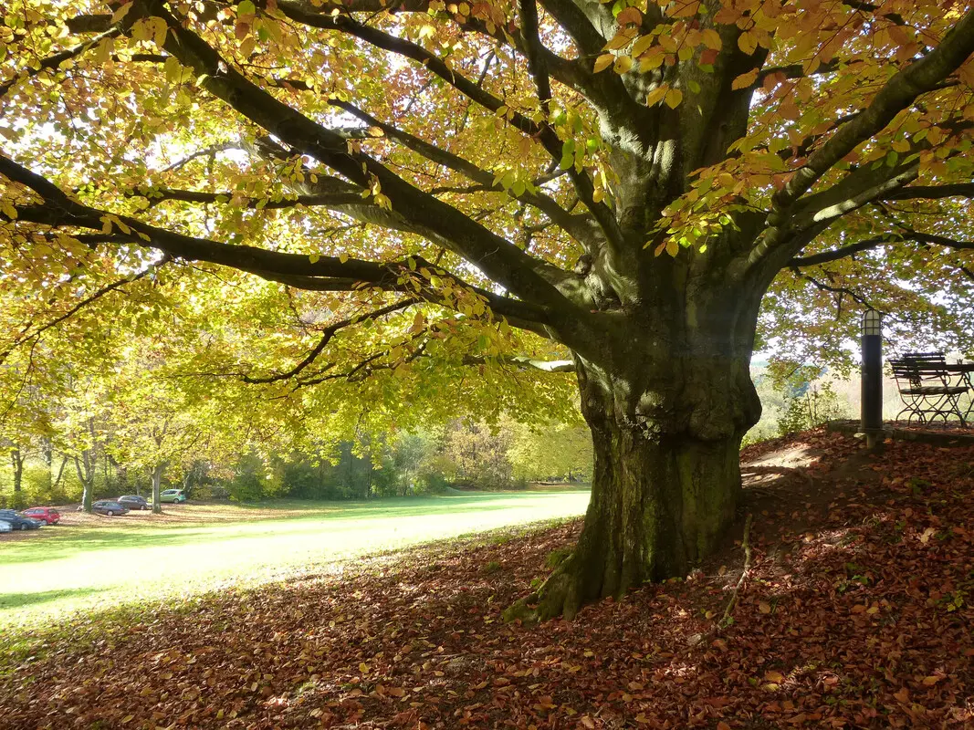 Ein alter Baum mit einem dicken Stamm und Blätter im Herbstlaub.