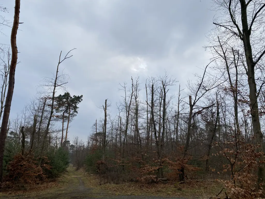 Wald bei Darmstadt