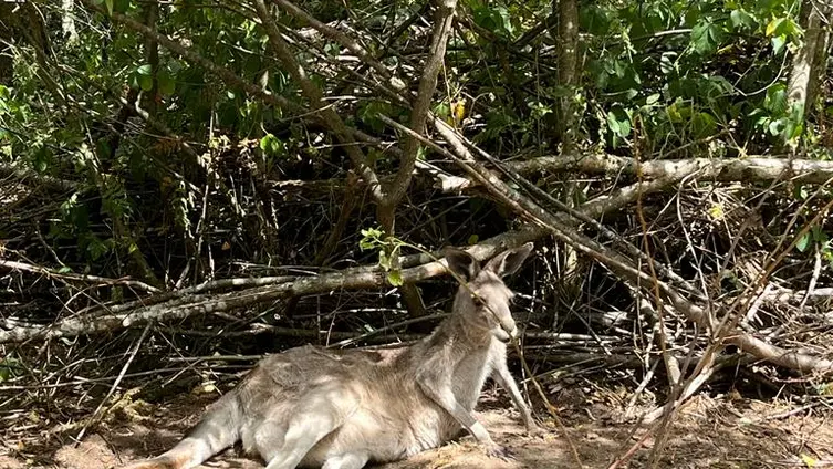 Bilder vom Ausflug der Maxikinder in den Tierpark Bell und der anschließend Abschlussfeier in der KiTa!