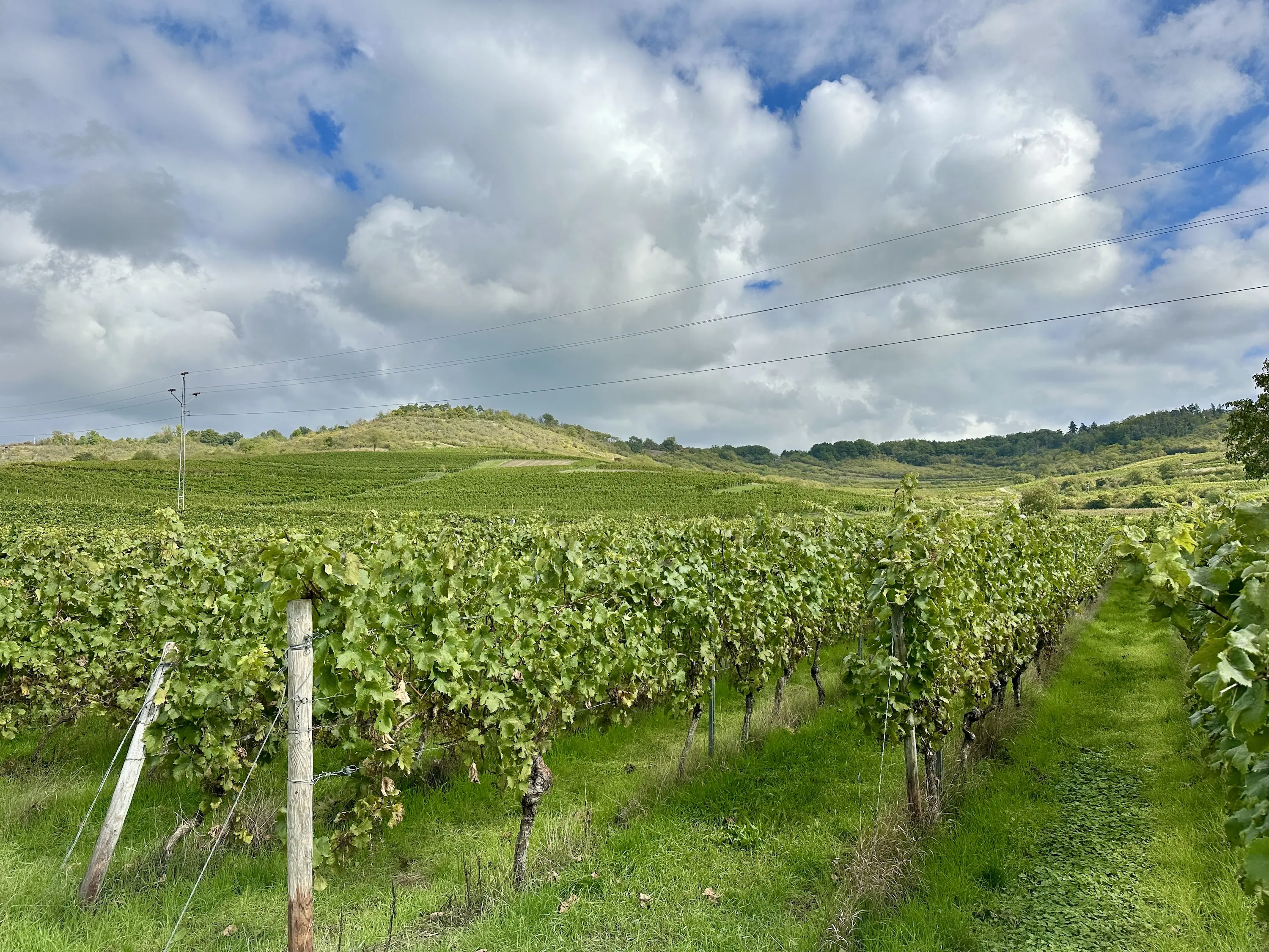 Weinberg in Rheinhessen