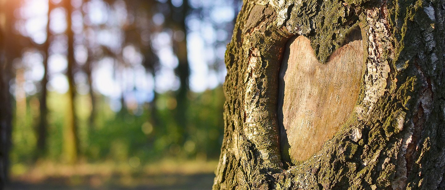 Am rechten Bildrand ist ein Stück eines Baumes zu sehen, in der Rinde ist eine herzförmige, vernarbte Lücke. Im Hintergrund ist unscharf Wald zu sehen. 