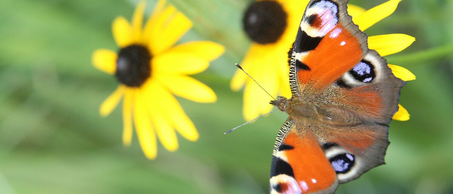 Ein bunter Schmetterling sitzt auf einer gelben Blüte
