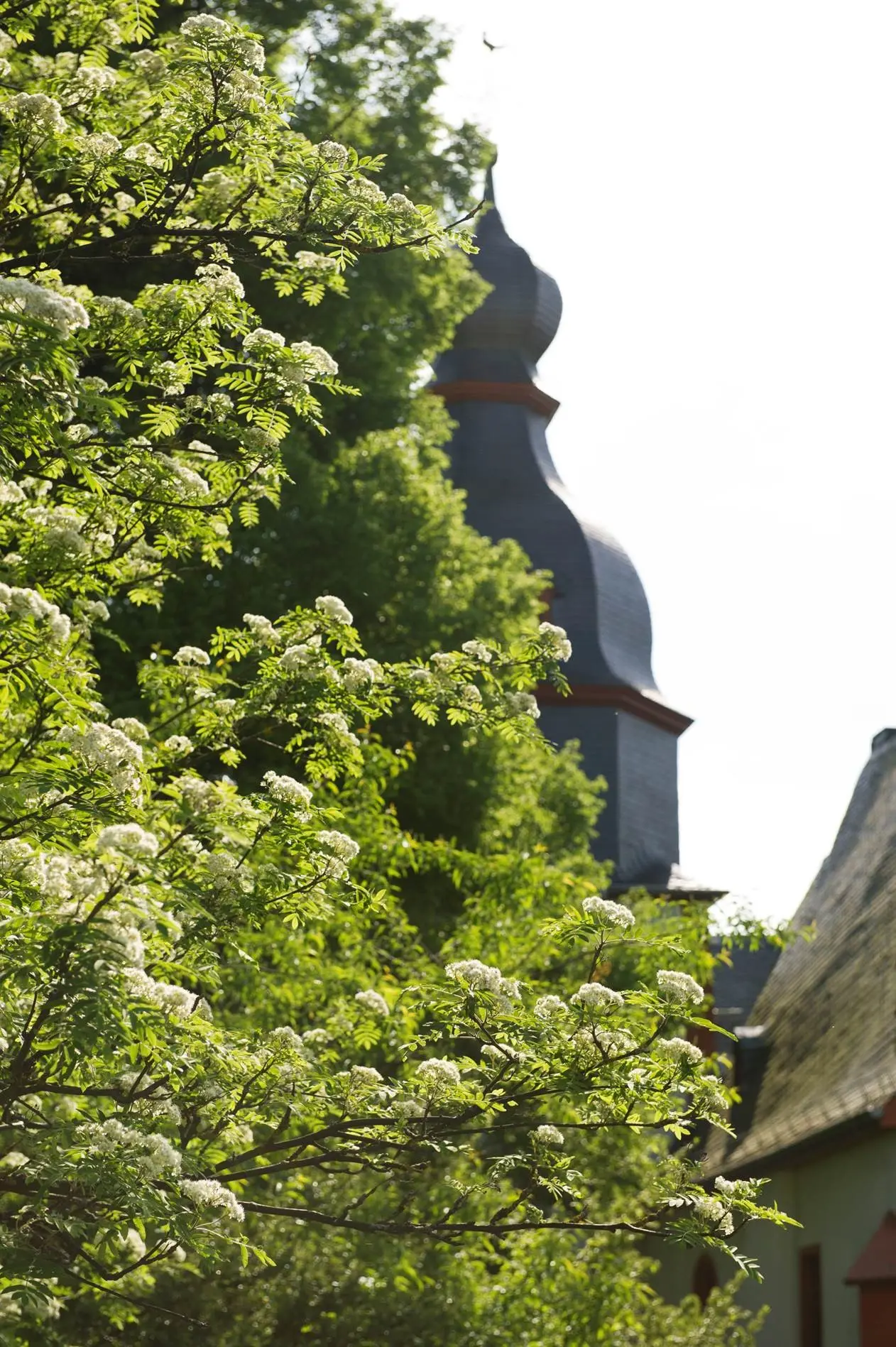 Baum vor einer Kirche in Hünstetten, der diese fast ganz verdeckt. Man sieht nur noch den Zwiebeltrum ein bisschen.