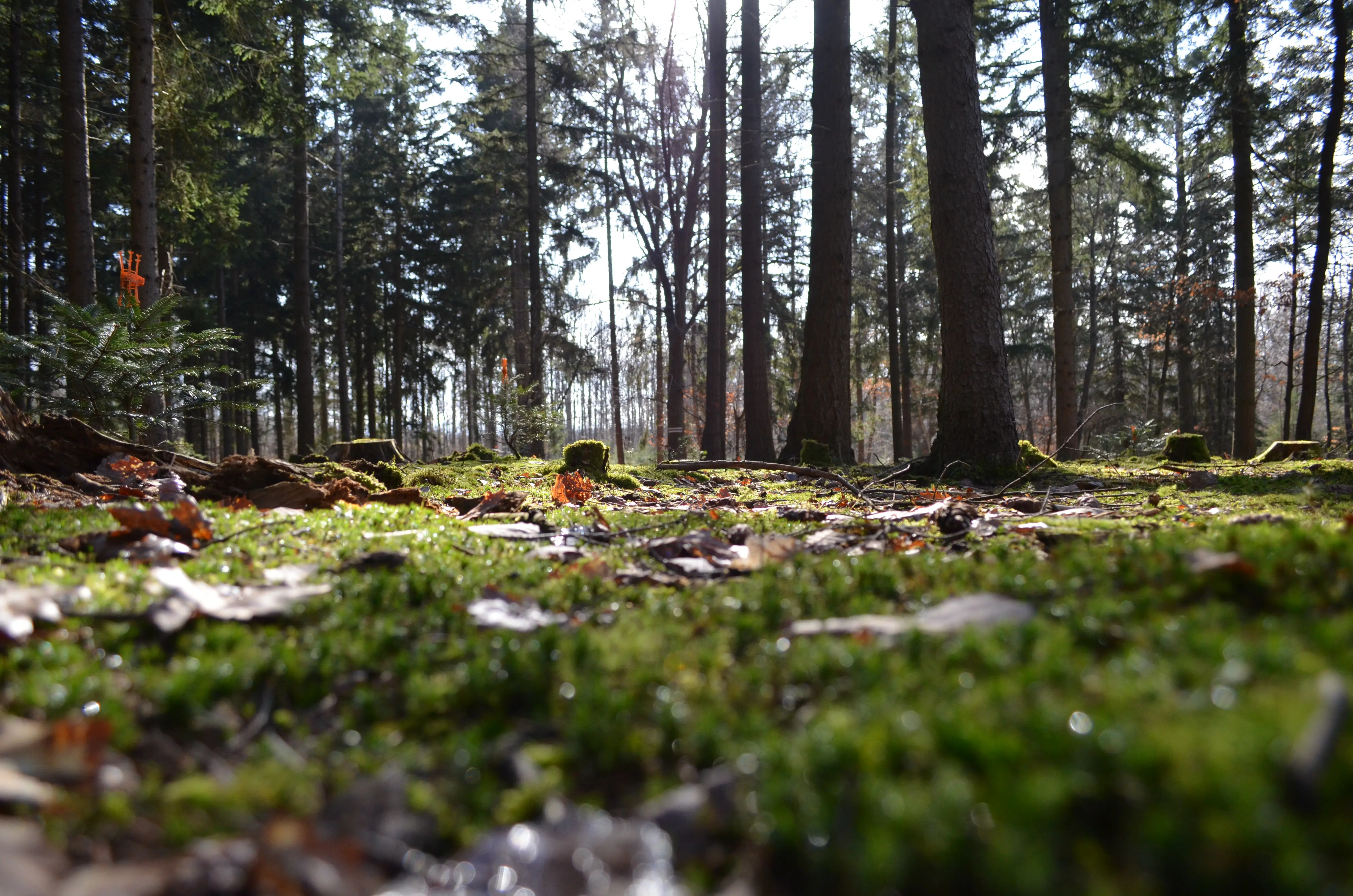 Bild vom Wald in Langenlonsheim