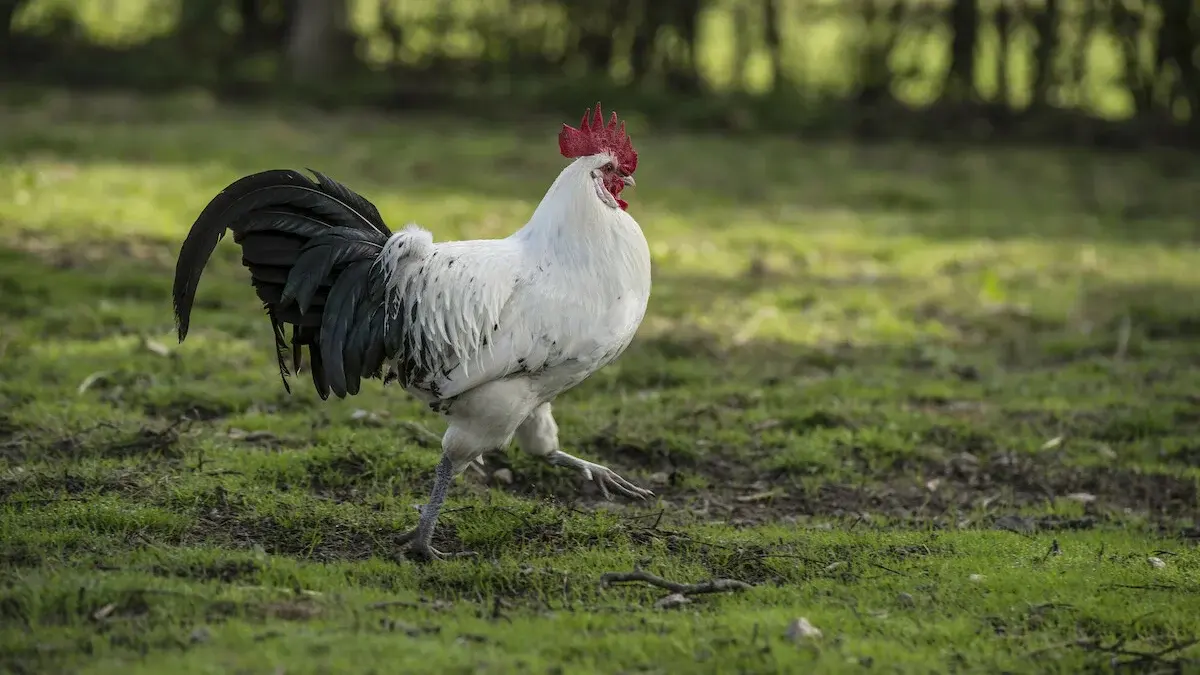 Ein schwarzweißer Hahn auf einer Wiese