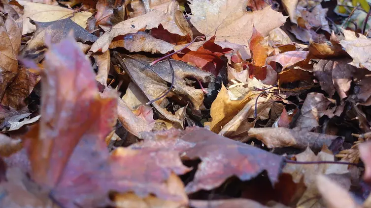 Blätter in der Natur in Braun und Rot 