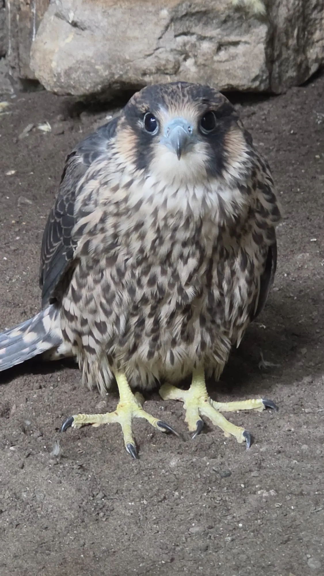 Wanderfalke 2026