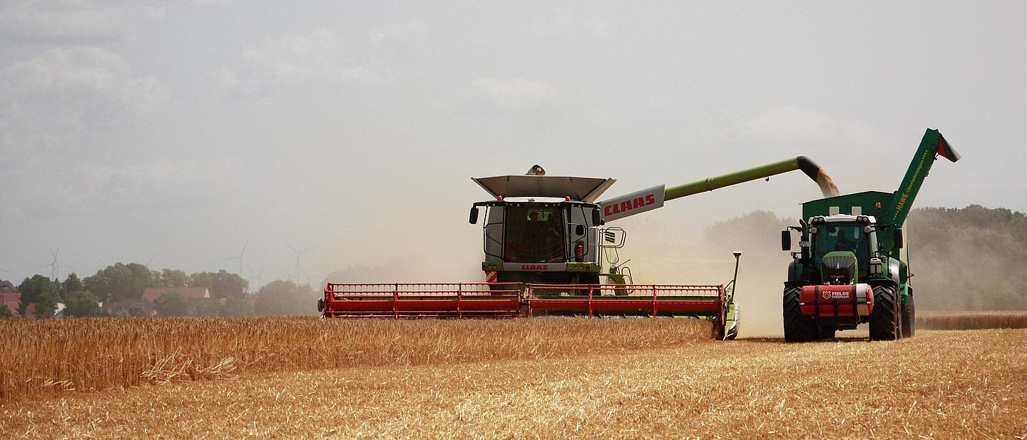 Ein Mähdrescher erntet eine Getreidefeld ab, ein Traktor mit Anhänger daneben wird mit dem Getreide voll geladen